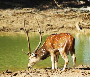 yala-safari-deer.jpg