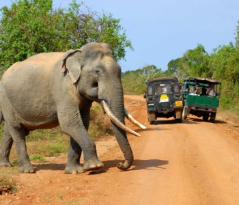 yala-safari-elephant.jpg