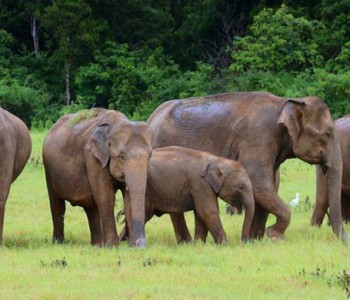 yala-safari-elephant3.jpg