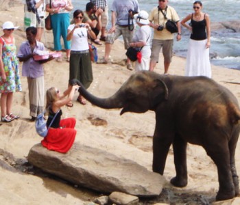 elephants-pinnawala-elephant-orphanage-5.jpg
