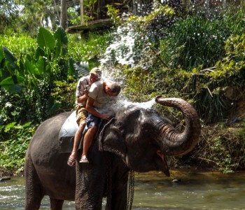 elephants-pinnawala-elephant-orphanage-7.jpg