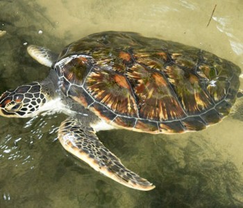 turtle-project-bentota.jpg