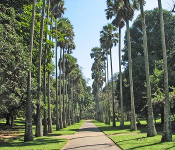 peradeniya-botanical-gardens-4.jpg
